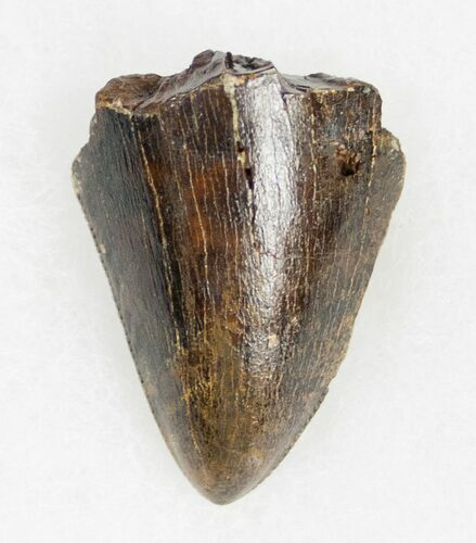 Great Tyrannosaurus rex (T-Rex) Tooth Tip #11915